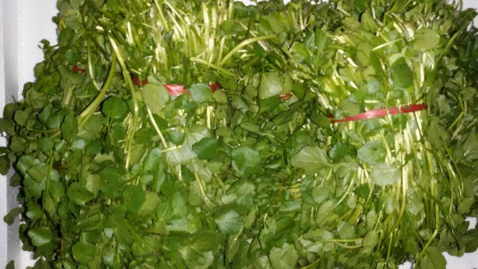 西洋菜
