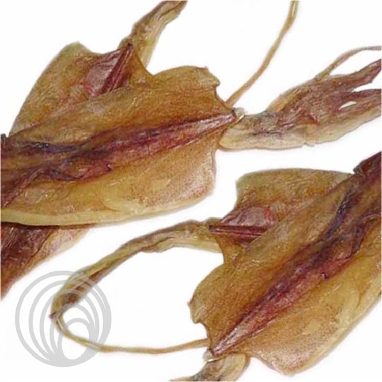 魷魚（干貨）