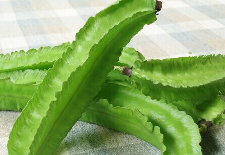 四角豆