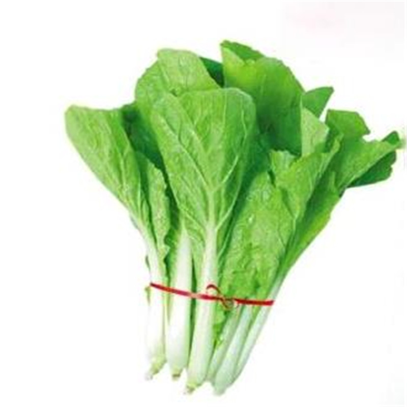小白菜苗