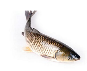草魚（活的）