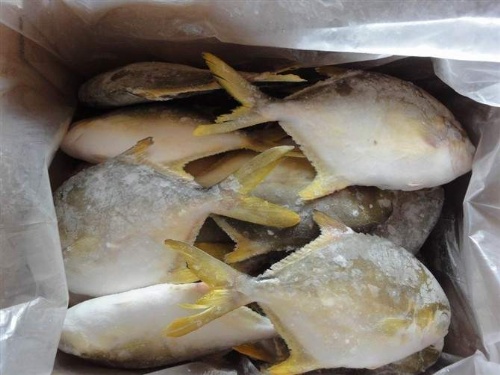 金鯧魚（凍品）