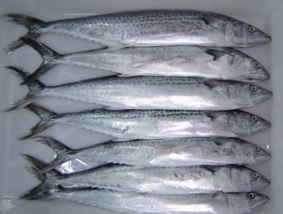 馬鮫魚（凍品）