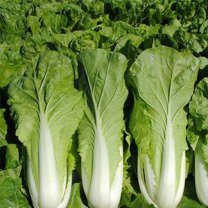 本地綠冠白菜