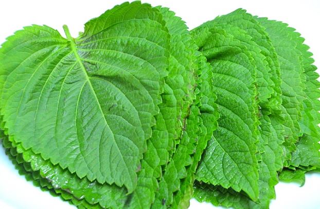 蘇子葉（大葉）