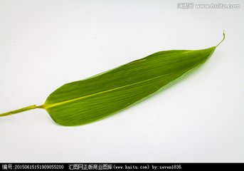 新鲜棕叶
