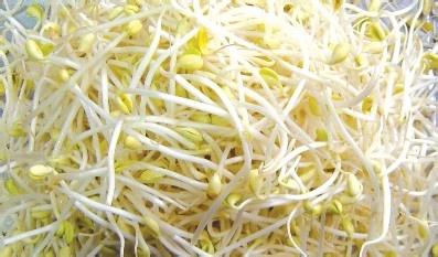 黄豆芽