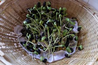 黑豆芽