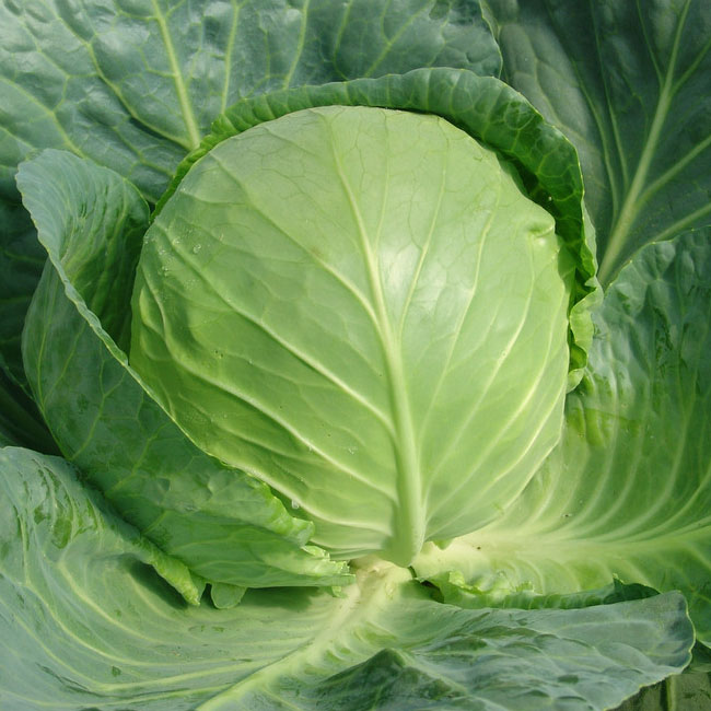 包菜