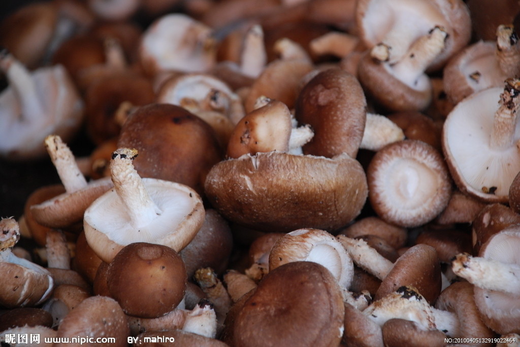 蘑菇哪个品种的最好吃